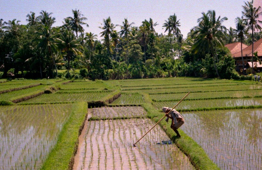 Rice Paddy in Bali (Dec 1987)